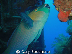 Parrot Fish having dinner by Gary Beecheno 